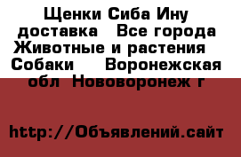 Щенки Сиба Ину доставка - Все города Животные и растения » Собаки   . Воронежская обл.,Нововоронеж г.